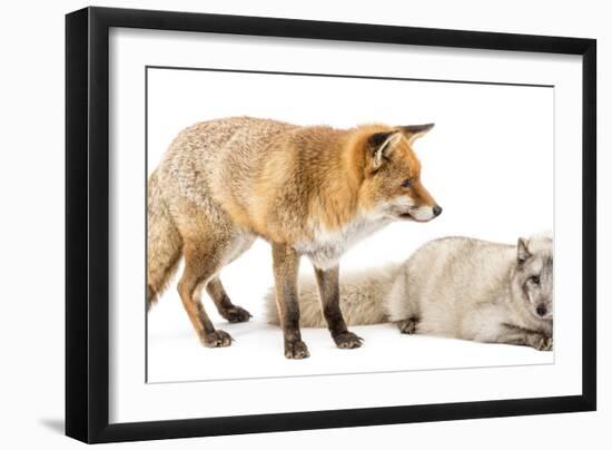 Red Fox, Vulpes Vulpes, Standing and Arctic Fox, Vulpes Lagopus, Lying, Isolated on White-Life on White-Framed Photographic Print