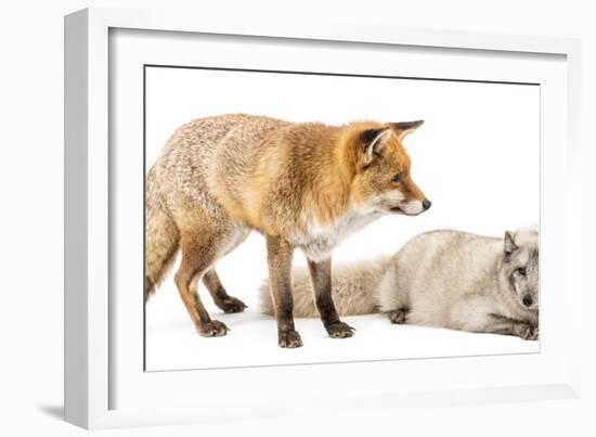 Red Fox, Vulpes Vulpes, Standing and Arctic Fox, Vulpes Lagopus, Lying, Isolated on White-Life on White-Framed Photographic Print