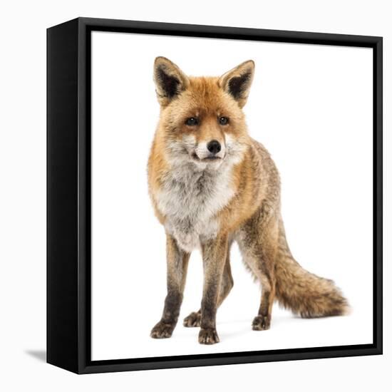Red Fox, Vulpes Vulpes, Standing, Isolated on White-Life on White-Framed Premier Image Canvas