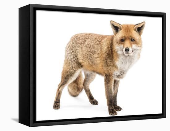 Red Fox, Vulpes Vulpes, Standing, Isolated on White-Life on White-Framed Premier Image Canvas