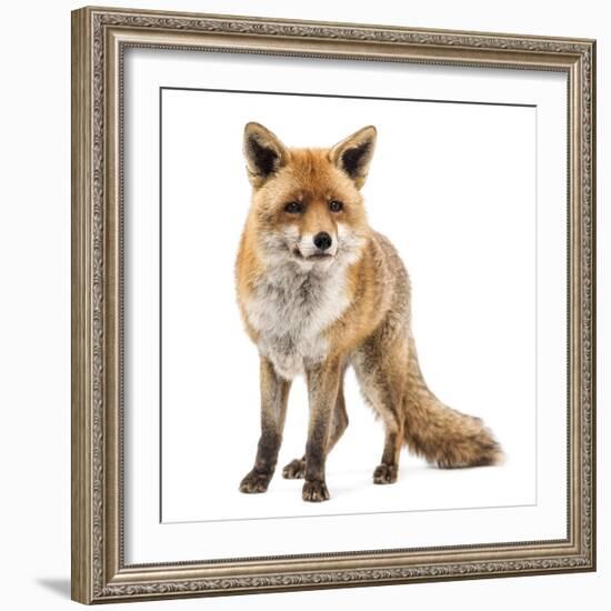 Red Fox, Vulpes Vulpes, Standing, Isolated on White-Life on White-Framed Photographic Print