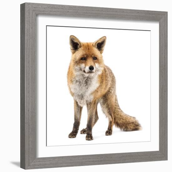 Red Fox, Vulpes Vulpes, Standing, Isolated on White-Life on White-Framed Photographic Print