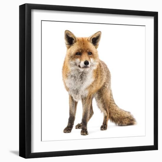 Red Fox, Vulpes Vulpes, Standing, Isolated on White-Life on White-Framed Photographic Print