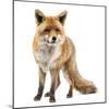 Red Fox, Vulpes Vulpes, Standing, Isolated on White-Life on White-Mounted Photographic Print