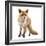 Red Fox, Vulpes Vulpes, Standing, Isolated on White-Life on White-Framed Photographic Print