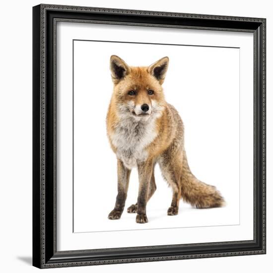 Red Fox, Vulpes Vulpes, Standing, Isolated on White-Life on White-Framed Photographic Print