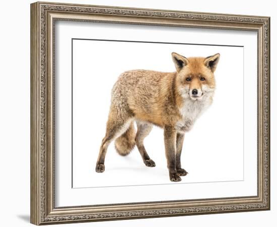 Red Fox, Vulpes Vulpes, Standing, Isolated on White-Life on White-Framed Photographic Print