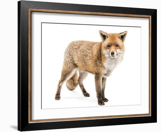 Red Fox, Vulpes Vulpes, Standing, Isolated on White-Life on White-Framed Photographic Print