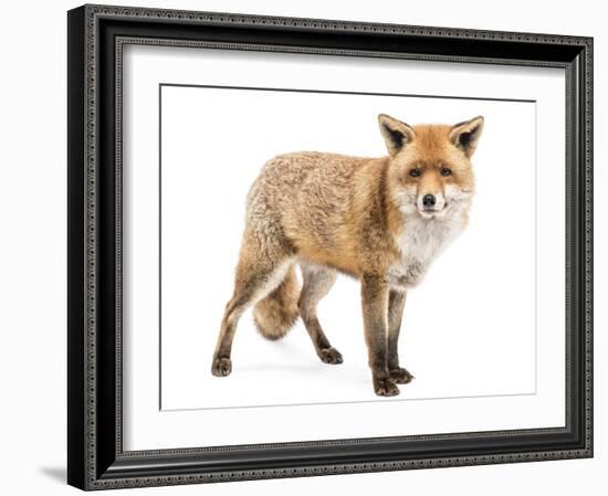Red Fox, Vulpes Vulpes, Standing, Isolated on White-Life on White-Framed Photographic Print