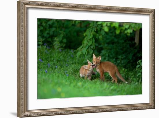 Red Fox (Vulpes Vulpes) Two Cubs Playfighting On The Fringes Of A Field, Derbyshire, UK-Andrew Parkinson-Framed Photographic Print