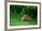 Red Fox (Vulpes Vulpes) Two Cubs Playfighting On The Fringes Of A Field, Derbyshire, UK-Andrew Parkinson-Framed Photographic Print