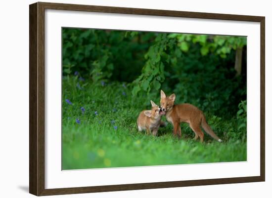 Red Fox (Vulpes Vulpes) Two Cubs Playfighting On The Fringes Of A Field, Derbyshire, UK-Andrew Parkinson-Framed Photographic Print