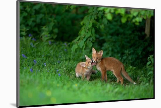 Red Fox (Vulpes Vulpes) Two Cubs Playfighting On The Fringes Of A Field, Derbyshire, UK-Andrew Parkinson-Mounted Photographic Print