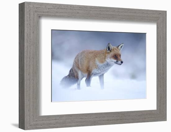 Red Fox (Vulpes Vulpes) Vixen in Snow, Cannock Chase, Staffordshire, England, UK, December-Danny Green-Framed Photographic Print