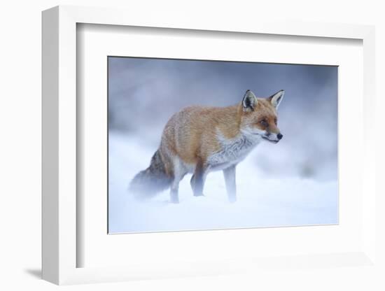 Red Fox (Vulpes Vulpes) Vixen in Snow, Cannock Chase, Staffordshire, England, UK, December-Danny Green-Framed Photographic Print