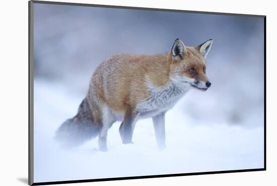 Red Fox (Vulpes Vulpes) Vixen in Snow, Cannock Chase, Staffordshire, England, UK, December-Danny Green-Mounted Photographic Print