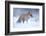 Red Fox (Vulpes Vulpes) Vixen in Snow, Cannock Chase, Staffordshire, England, UK, December-Danny Green-Framed Photographic Print