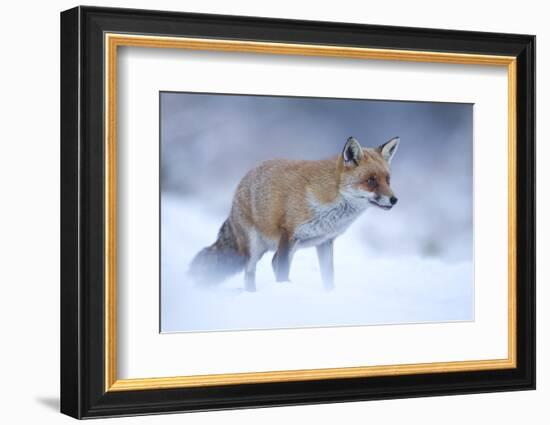 Red Fox (Vulpes Vulpes) Vixen in Snow, Cannock Chase, Staffordshire, England, UK, December-Danny Green-Framed Photographic Print