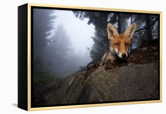 Red Fox (Vulpes Vulpes) Vixen on a Misty Day in Woodland, Black Forest, Germany-Klaus Echle-Framed Premier Image Canvas