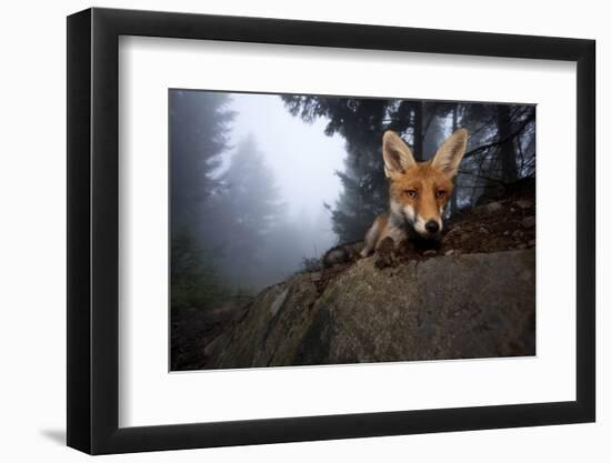 Red Fox (Vulpes Vulpes) Vixen on a Misty Day in Woodland, Black Forest, Germany-Klaus Echle-Framed Photographic Print