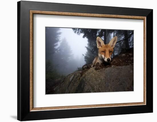 Red Fox (Vulpes Vulpes) Vixen on a Misty Day in Woodland, Black Forest, Germany-Klaus Echle-Framed Photographic Print