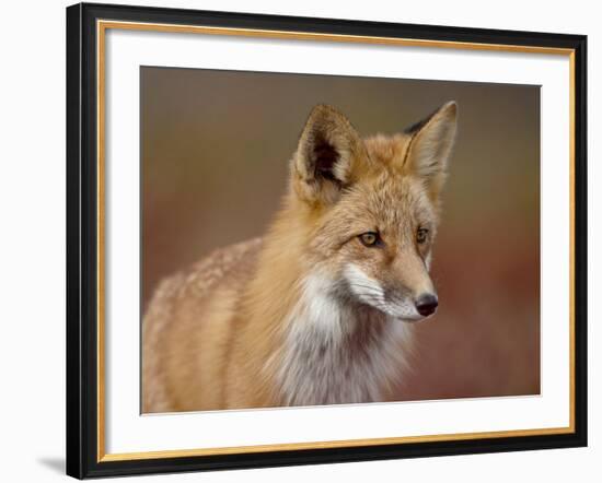 Red Fox (Vulpes Vulpes) (Vulpes Fulva), Denali National Park and Preserve, Alaska-James Hager-Framed Photographic Print