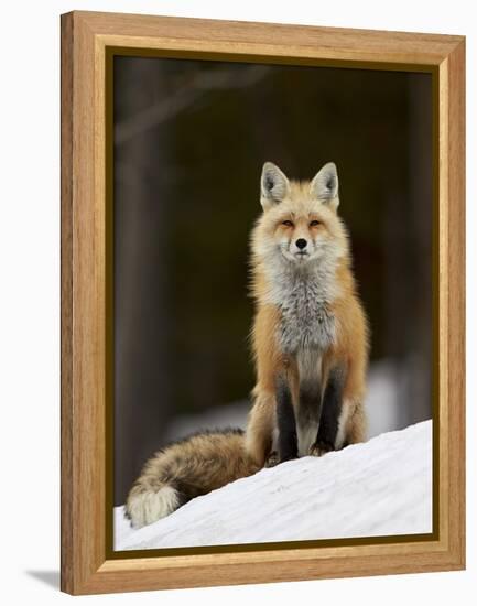 Red Fox (Vulpes Vulpes) (Vulpes Fulva) in the Snow-James Hager-Framed Premier Image Canvas