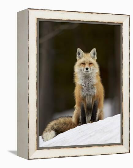 Red Fox (Vulpes Vulpes) (Vulpes Fulva) in the Snow-James Hager-Framed Premier Image Canvas