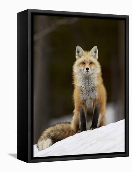 Red Fox (Vulpes Vulpes) (Vulpes Fulva) in the Snow-James Hager-Framed Premier Image Canvas