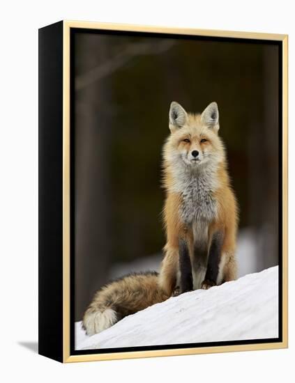 Red Fox (Vulpes Vulpes) (Vulpes Fulva) in the Snow-James Hager-Framed Premier Image Canvas