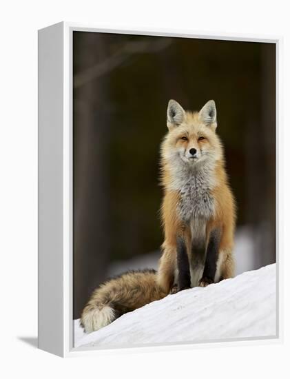 Red Fox (Vulpes Vulpes) (Vulpes Fulva) in the Snow-James Hager-Framed Premier Image Canvas