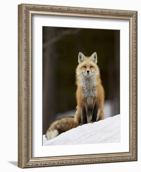 Red Fox (Vulpes Vulpes) (Vulpes Fulva) in the Snow-James Hager-Framed Photographic Print