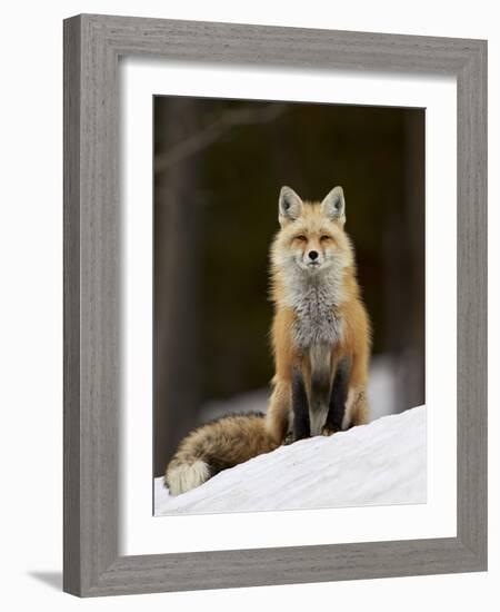 Red Fox (Vulpes Vulpes) (Vulpes Fulva) in the Snow-James Hager-Framed Photographic Print