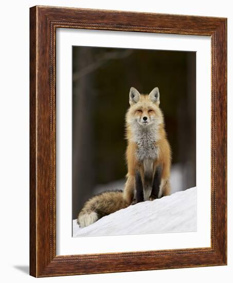 Red Fox (Vulpes Vulpes) (Vulpes Fulva) in the Snow-James Hager-Framed Photographic Print