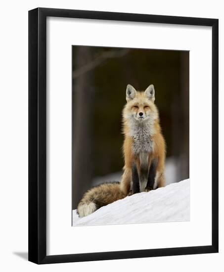 Red Fox (Vulpes Vulpes) (Vulpes Fulva) in the Snow-James Hager-Framed Photographic Print