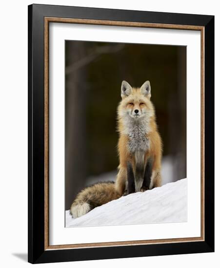 Red Fox (Vulpes Vulpes) (Vulpes Fulva) in the Snow-James Hager-Framed Photographic Print