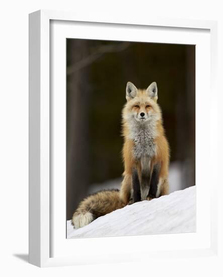 Red Fox (Vulpes Vulpes) (Vulpes Fulva) in the Snow-James Hager-Framed Photographic Print