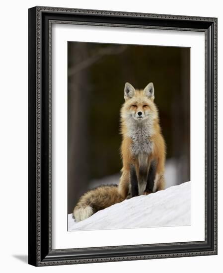 Red Fox (Vulpes Vulpes) (Vulpes Fulva) in the Snow-James Hager-Framed Photographic Print