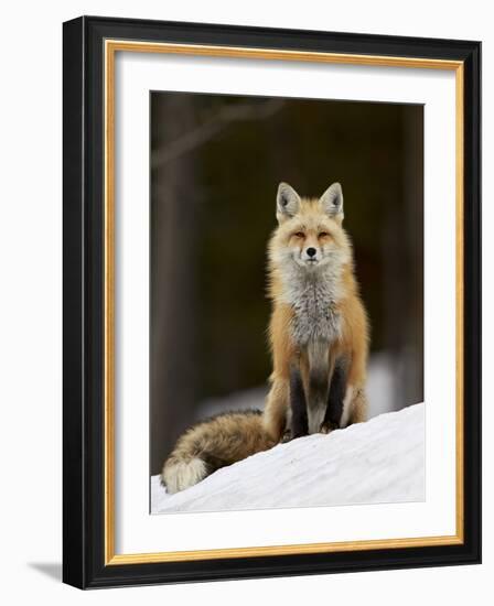 Red Fox (Vulpes Vulpes) (Vulpes Fulva) in the Snow-James Hager-Framed Photographic Print