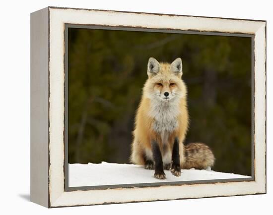Red Fox (Vulpes Vulpes) (Vulpes Fulva) in the Snow-James Hager-Framed Premier Image Canvas