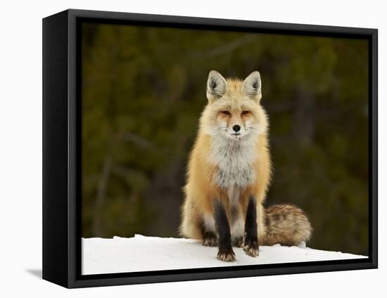 Red Fox (Vulpes Vulpes) (Vulpes Fulva) in the Snow-James Hager-Framed Premier Image Canvas