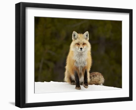 Red Fox (Vulpes Vulpes) (Vulpes Fulva) in the Snow-James Hager-Framed Photographic Print