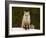 Red Fox (Vulpes Vulpes) (Vulpes Fulva) in the Snow-James Hager-Framed Photographic Print