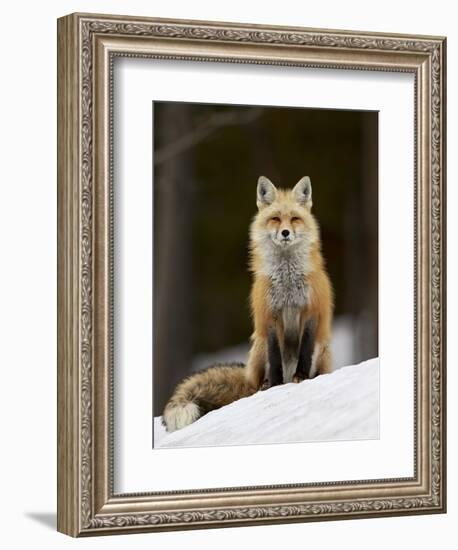 Red Fox (Vulpes Vulpes) (Vulpes Fulva) in the Snow-James Hager-Framed Photographic Print