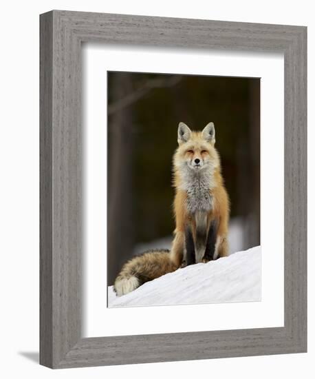 Red Fox (Vulpes Vulpes) (Vulpes Fulva) in the Snow-James Hager-Framed Photographic Print