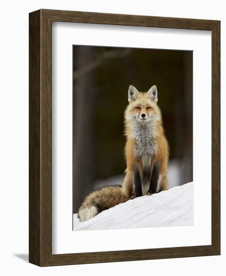 Red Fox (Vulpes Vulpes) (Vulpes Fulva) in the Snow-James Hager-Framed Photographic Print