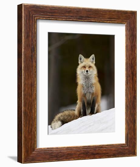 Red Fox (Vulpes Vulpes) (Vulpes Fulva) in the Snow-James Hager-Framed Photographic Print