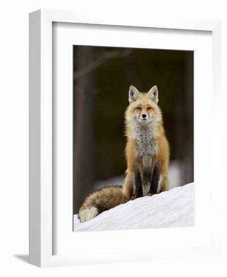 Red Fox (Vulpes Vulpes) (Vulpes Fulva) in the Snow-James Hager-Framed Photographic Print