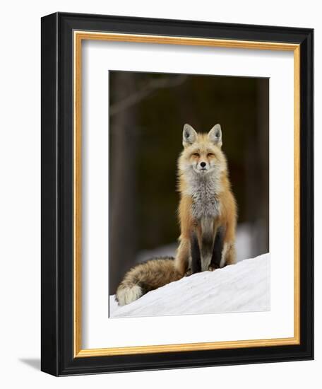 Red Fox (Vulpes Vulpes) (Vulpes Fulva) in the Snow-James Hager-Framed Photographic Print