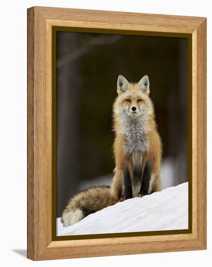 Red Fox (Vulpes Vulpes) (Vulpes Fulva) in the Snow-James Hager-Framed Premier Image Canvas